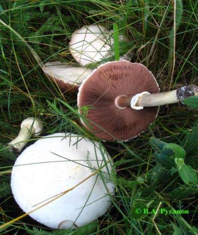 Шампиньон и его опасные двойники: название, фото и описание ложных и ядовитых грибов